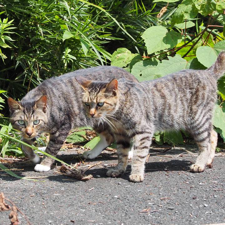 C42dc065 b8b0 40b4 844c a9404b9cd36d 1597065114181