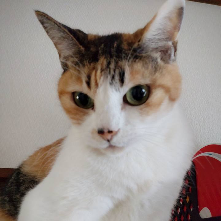 C42f5975 1c4e 48d8 bda6 e262f22e255b 1679356280895