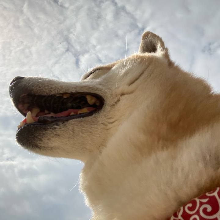 C43026f2 efff 4358 9ea7 5f5e5060279e 1621255797874