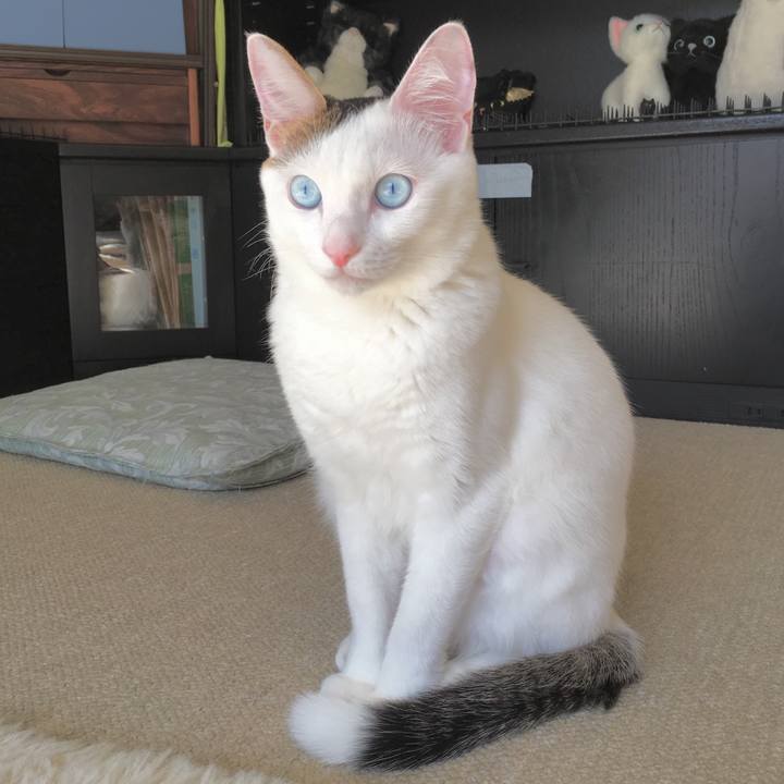 C4310ddc 32a8 4eec 8b03 60cbf5f96e28 1512086164581