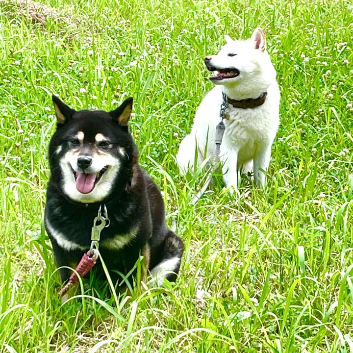 C438131b 2f26 482e 95d4 c767c3328757 1624162385666