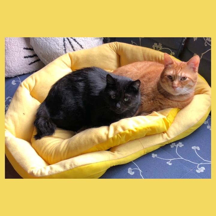 C43b2385 d537 452c 9f48 70ba45c07c7f 1561974993963