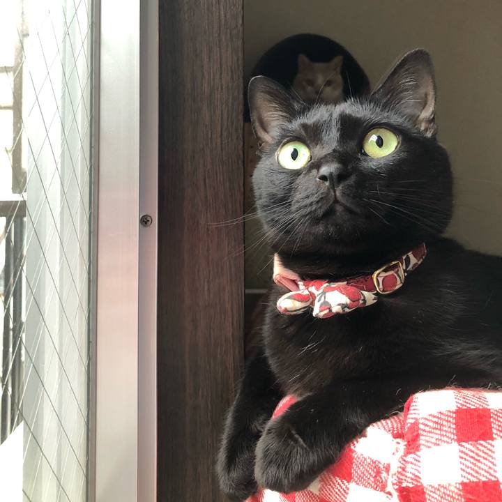 C4407cc5 8f29 4f71 b05e 06ad094e134b 1583106370588