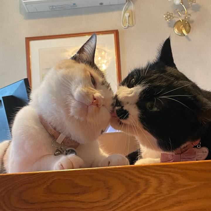 C440eb64 ad5f 47e0 bd20 ad2cfc8a978b 1755826104370