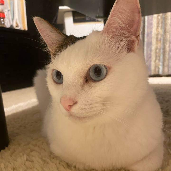 C441cdc0 006f 4b3b b583 35c1fbcd7d8b 1667169340663