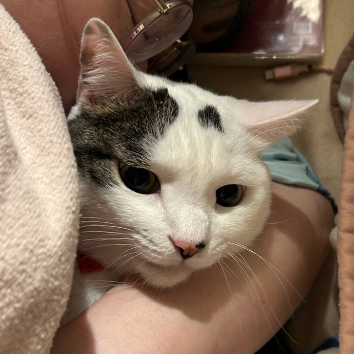 C444a7ba a82c 4bdb b4a4 ca836428d590 1761667360393