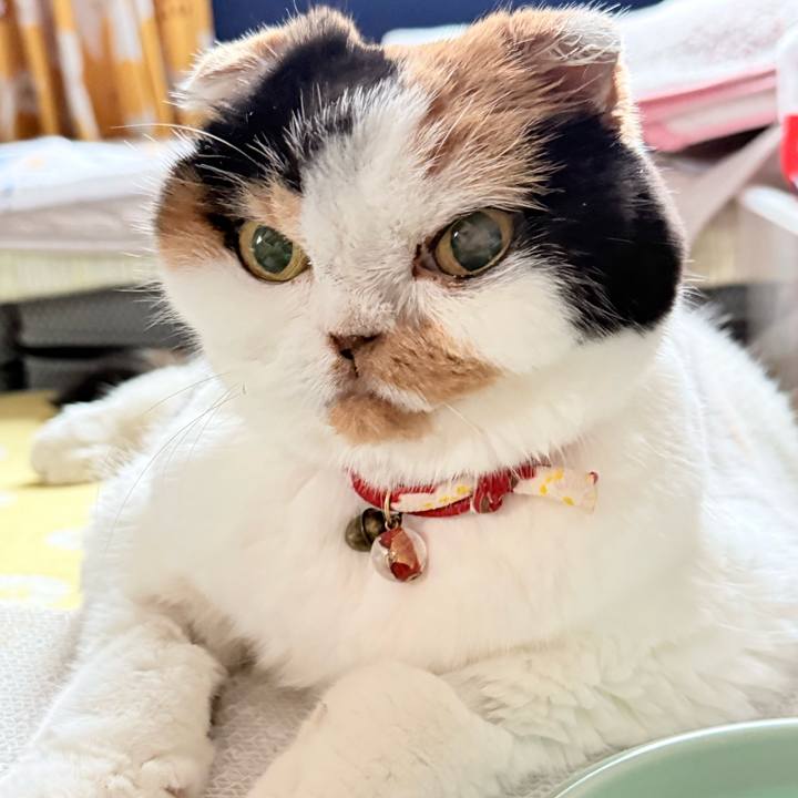 C4460767 ccf1 490f a900 be202cb9b0e1 1765152079061