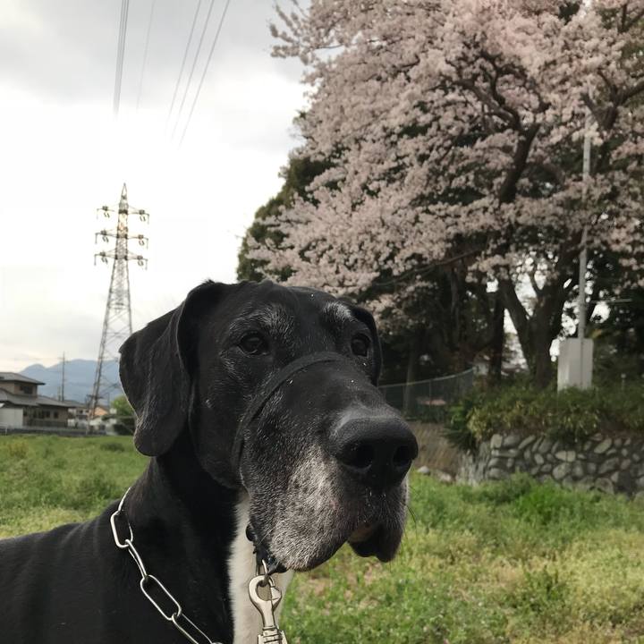 C4462a6a 9084 42ca 96cc 1d7cc45b5a63 1522572204218