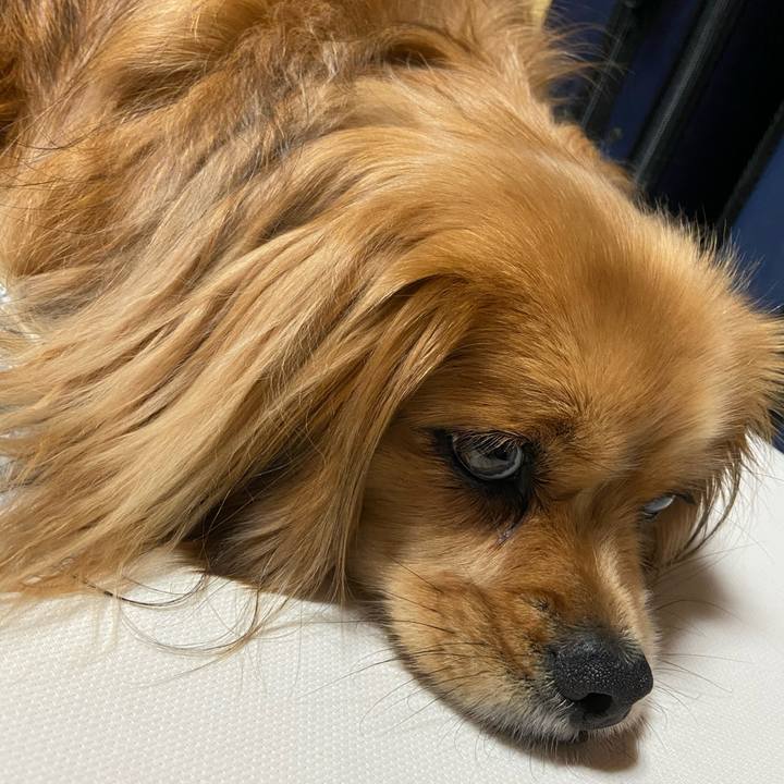 C4466896 1a6d 407e b582 89c2b4abcdea 1588984309734