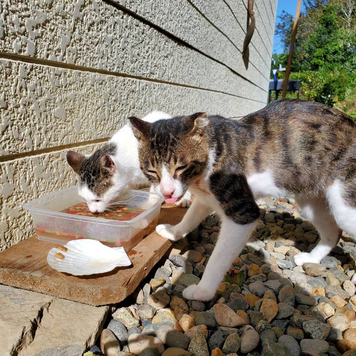 C4498776 8800 4663 ad1a 9152a78c1eaf 1696942860487