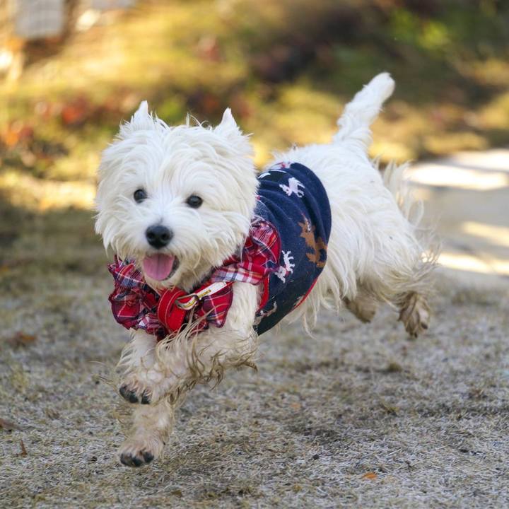 C44a224e 632d 4346 abe6 ebe4c2c0622b 1515329593657