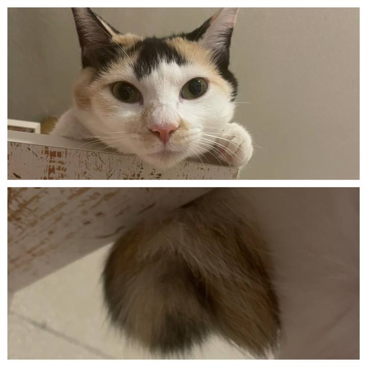 C44a4aae 5c13 4c88 8ab3 7a4b3b3bcd2f 1676206366391