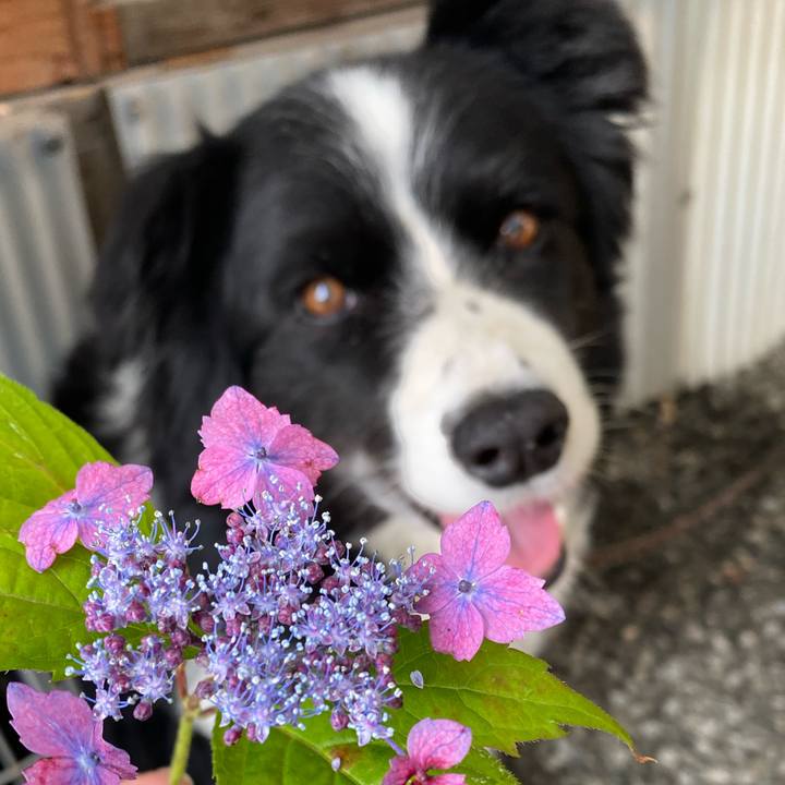 C44ab9fb a660 46c9 a34a f70b511b54d5 1620871527446