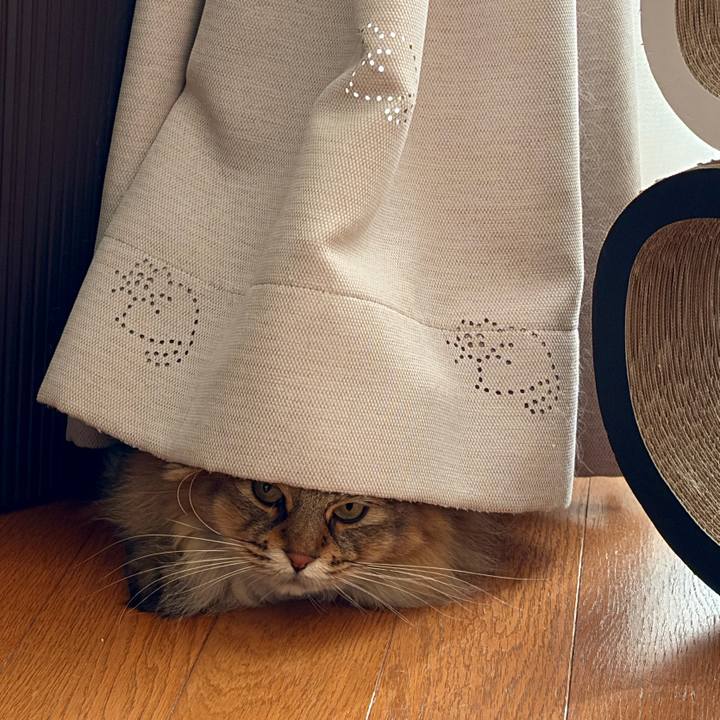 C44b2af7 4424 476a ac87 2af5f2ddcf6a 1763768040157