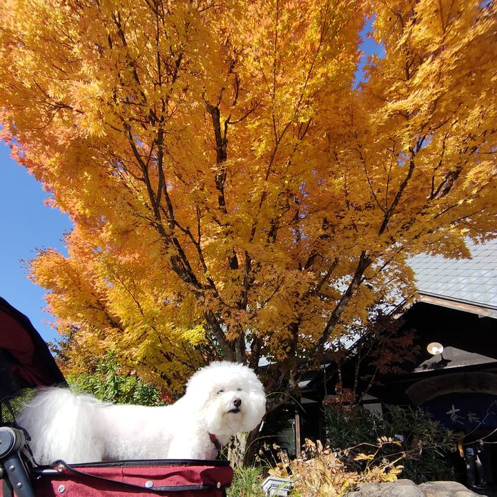 C44c82c5 b0b9 411c b15f 6668cff1d566 1762597042462