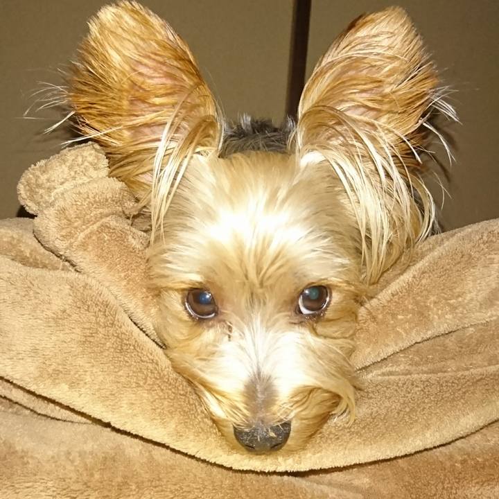 C44c85af 7877 4428 92fb 18600246dea2 1535278946410