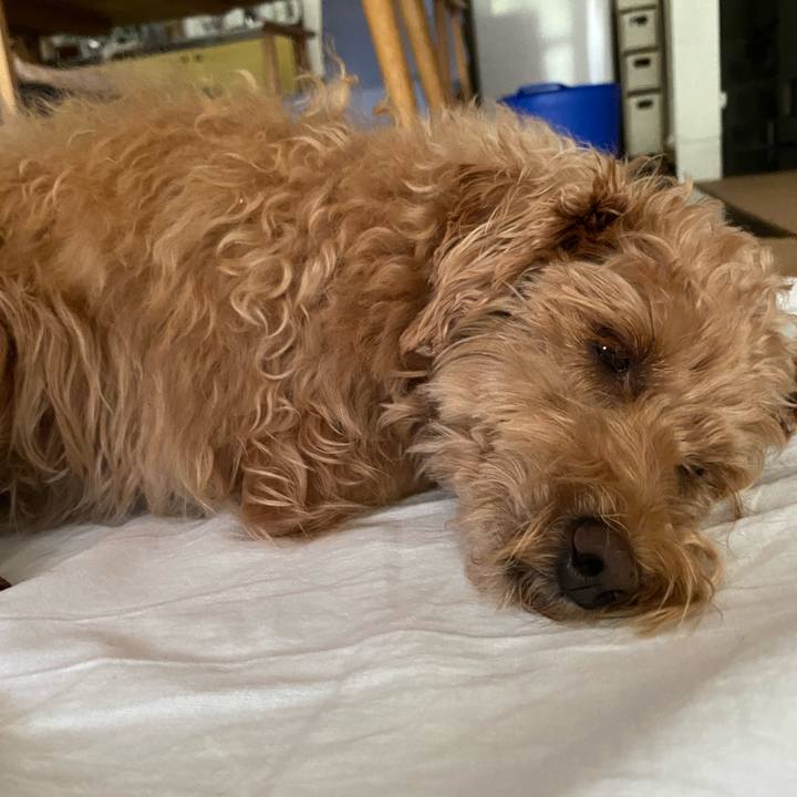 C44dbb2c 4abd 453e 846c ecc53921d151 1629066683216