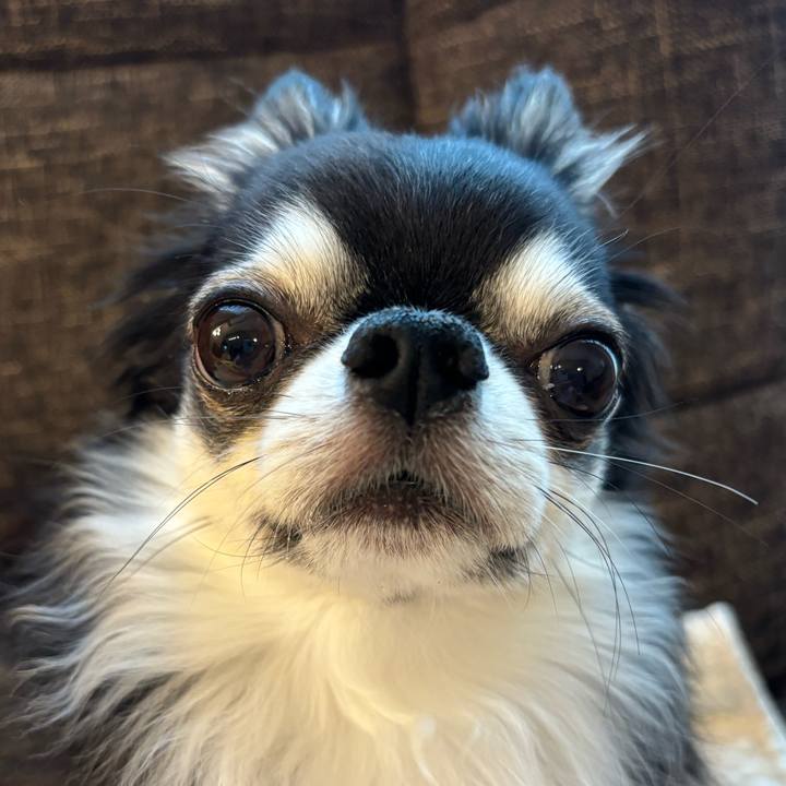 C44ee858 7332 44ca 8ace a3a73c6e2a09 1731711936174