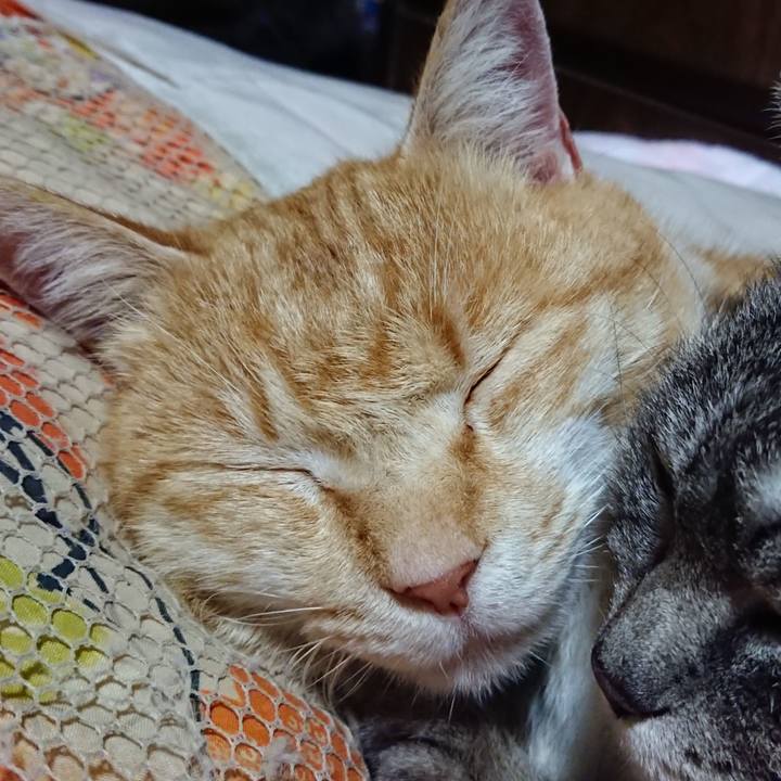 C44f1ffb 6a1e 45fc b5ef 57ecb0ec0543 1584450182699