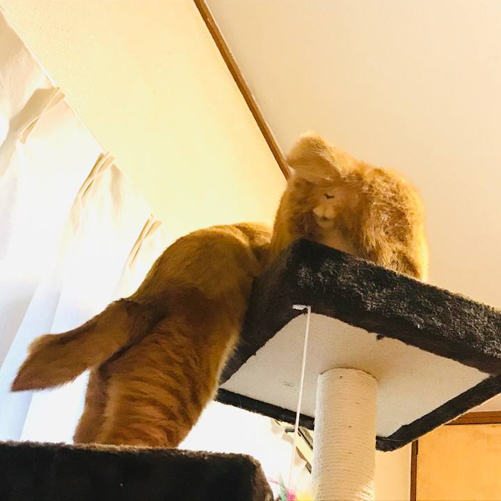 C44f24a0 eb79 4137 806c 7ed137fceb3b 1591964954764