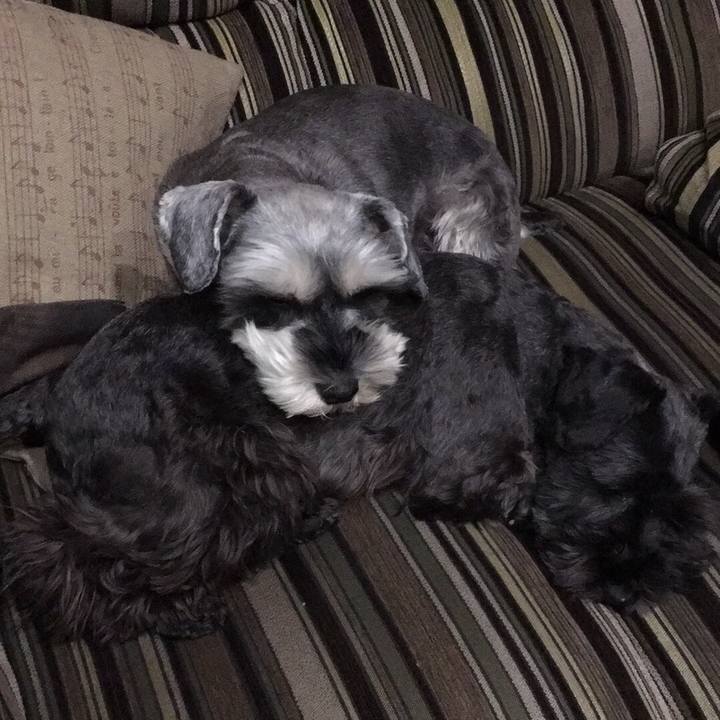 C44fd4c0 6729 4b52 9285 84ca19e2308d 1517616937373