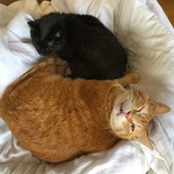 C4502b21 47ab 4c91 8cb8 6ac016b117a9 1596863706702