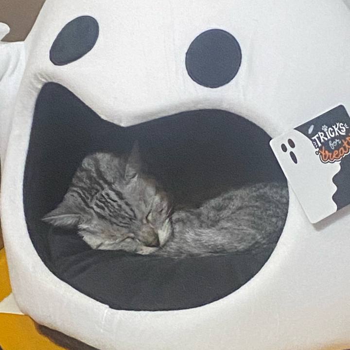 C4508977 2128 408a 8ad5 8ef21436318b 1730490005134