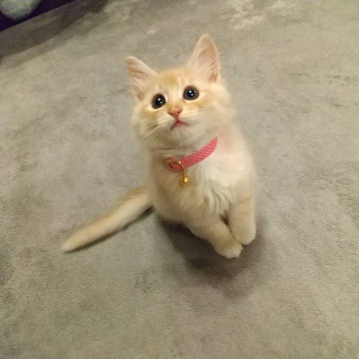 C450a11b 983e 4e4f 9f54 b87306b40ecf 1603448332457