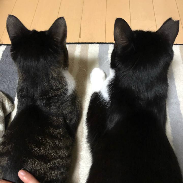 C45207e9 2bd6 4125 9058 7aa51bf49299 1605562268100