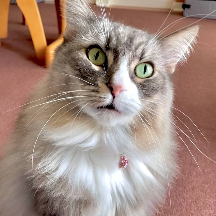 C453cac5 e55b 4690 ab40 c87b4316a69c 1763080404125