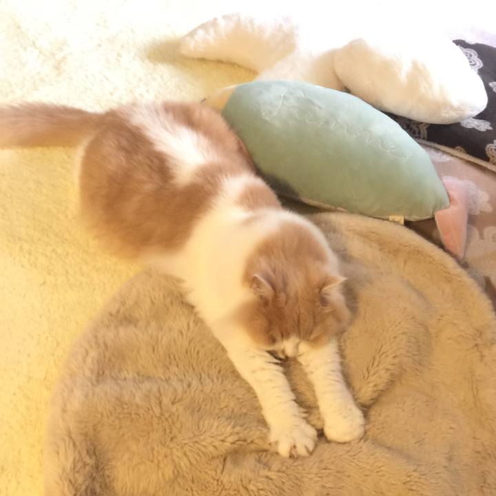 C4541519 4496 4293 aa69 9ed69296c516 1597283561110