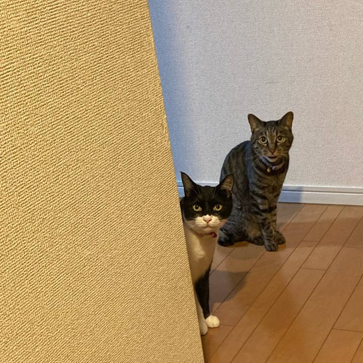 C4546866 dc59 42cf bcb7 6a670e1d4771 1685001900122