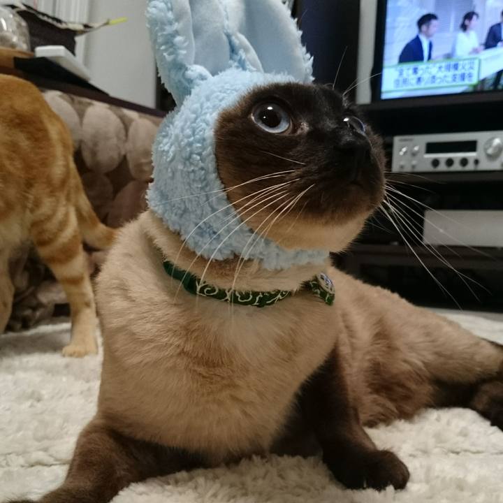 C454bc36 a573 47bd 8cbc c5564d329712 1522746363312