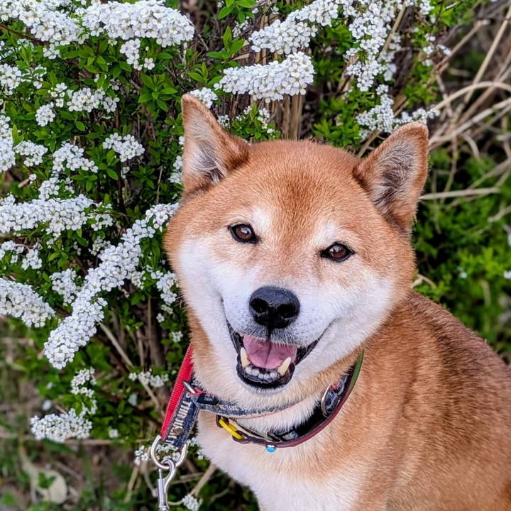 C45596cd 86f0 4f65 8258 cb56b8ae111b 1743158779587