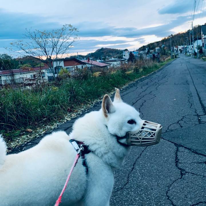 C455cf63 4b65 49aa 8fc2 060933c519a5 1604181646495