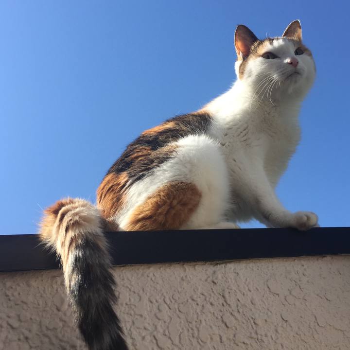 C456dc6c e113 4644 bd0d bb64ce509178 1589009396499