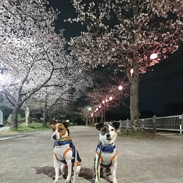 C456f5c6 29b9 467f 811d 728962bfbd0d 1553773587118