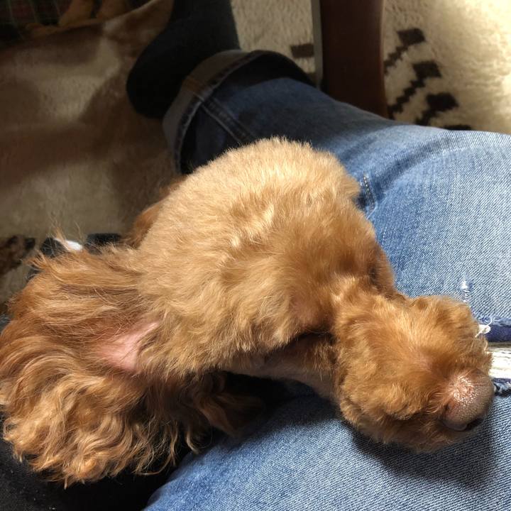 C459a920 0d5f 427b 8481 0688e10b7a8e 1575276490052