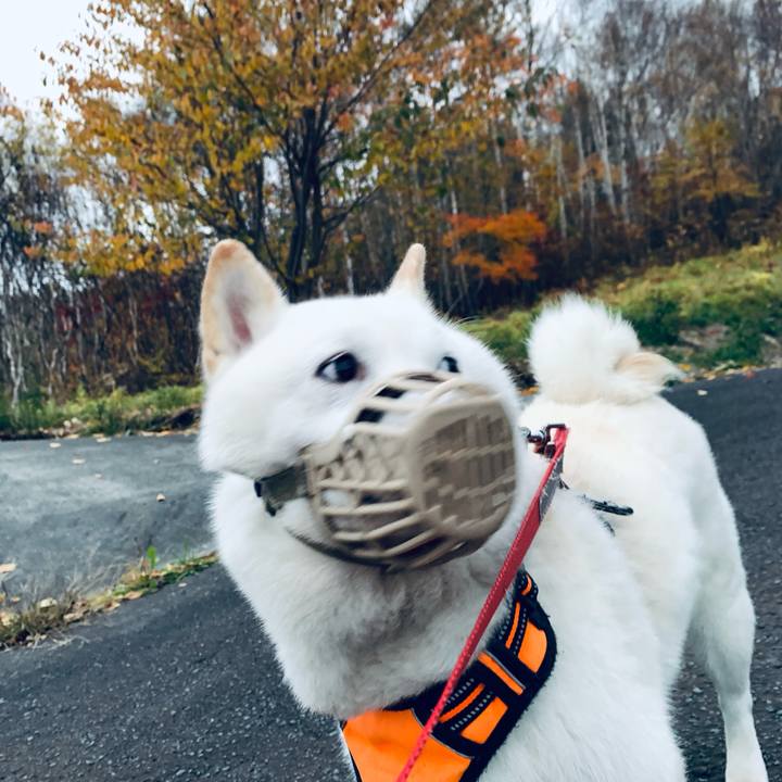 C459fac8 b986 4ea4 96fd c00f6525607f 1635803996571