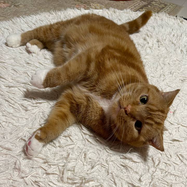 C45ad64e 3515 4b50 bcde beee4fd3d760 1654610895588