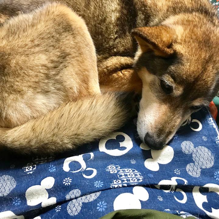 C45c615d 1ec9 4119 bfd5 55d5bc378c32 1525879367680