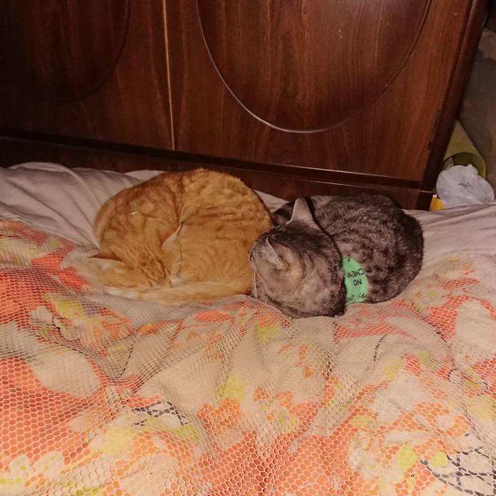 C45cc398 7f33 40a9 96cc 678b818aa13c 1587049834918