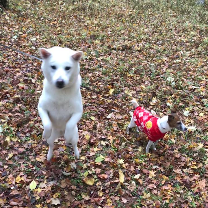 C45dc6d9 1fef 4635 95ed 5112e7bb65a8 1511083052314