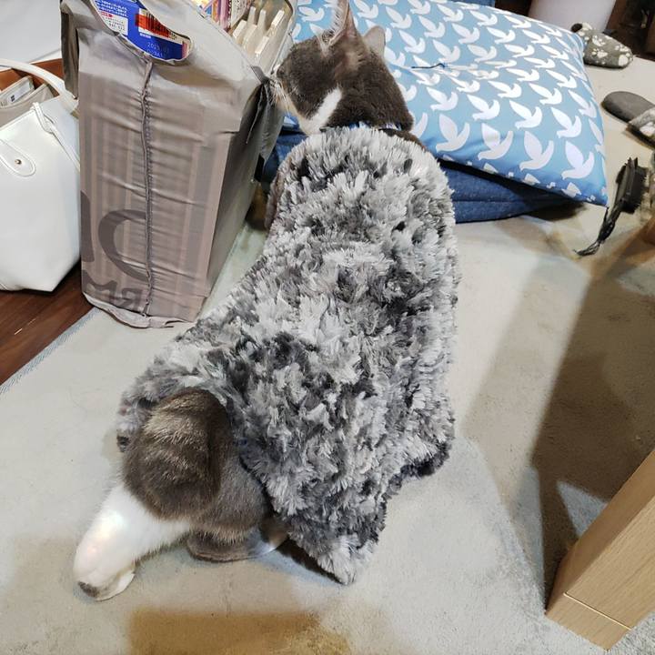 C45e303e b007 4069 a4e6 db908c4b1945 1715394705157