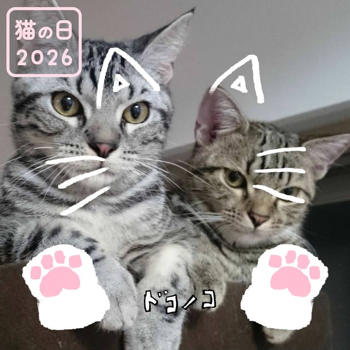 C464710c 420f 4ef5 a5ee 1944206bd9f8 1771760593612