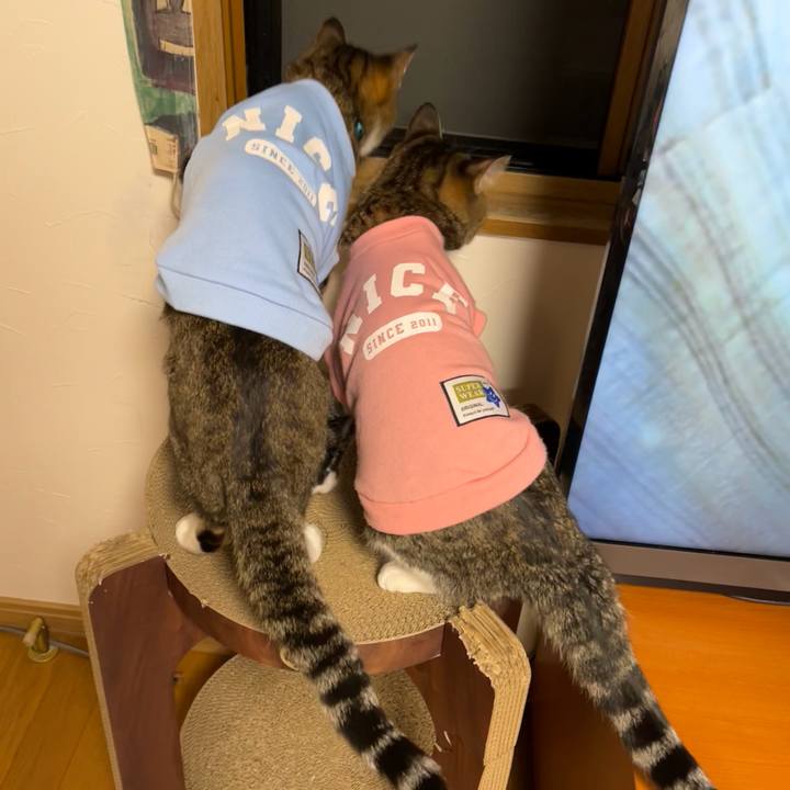 C466d0cc b68e 4502 b201 4dc3d62edf8f 1677189760572