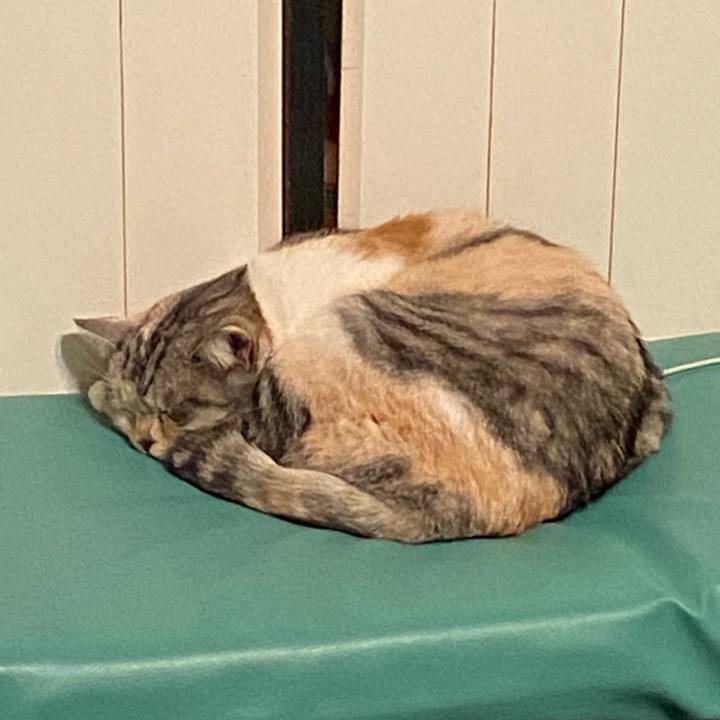 C466dfa3 2699 4eeb 9cc5 d553ccb3c763 1585504056923