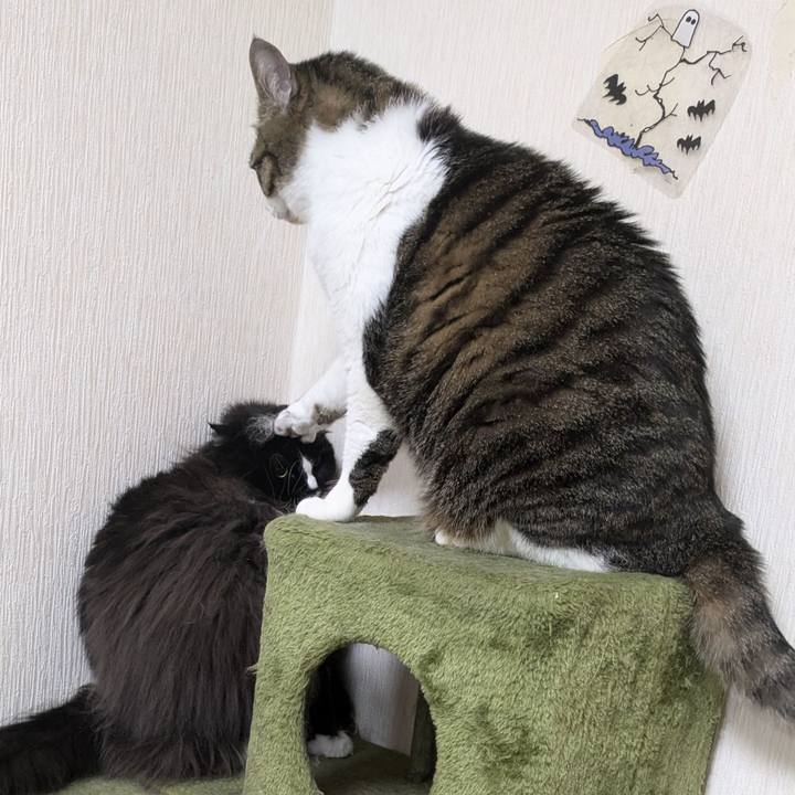 C46ae1f4 432b 4ed4 bdf1 628cb9681f6d 1734127752923