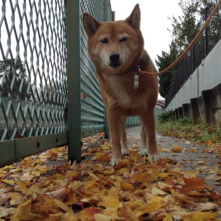 C46c8798 afae 4e62 a203 300f22f088a3 1512089196295