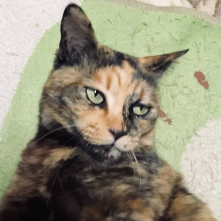 C46ca4ef 9a2a 4720 96ac 407599c9cc1b 1740431561926